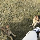 얌샘김밥 아산순천향대점 이미지