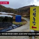 김천 성원농장 생산된 열대과일 한라봉과 레드향이 인기짱! 국민의소리TV 이미지