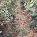 가마골농장 이미지