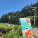 멍스 | 반려견 축제 - 울산 비치 멍스플래쉬 후기(+나만 개없어)