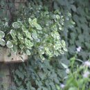 평창농원 이미지