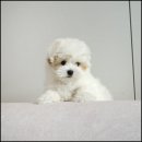 퍼피라운지 이미지