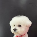 루이스독 이미지