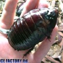 [경고] 일본 바퀴벌레, 머지 않아 한반도 점령 이미지