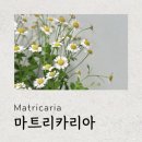 마트리카리아 이미지