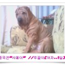강지