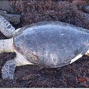 거북호텔 이미지