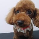 도리도리펫샵 이미지