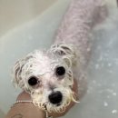 뭉구르밍 이미지