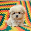 달링하이 강아지분양 밀양점 | 울산강아지분양 달링하이울산 건강한 아가들의 천국🐶