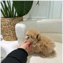 부산강아지분양 퍼피룸 이미지