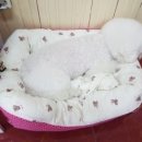 뿌리네 애견샵 이미지