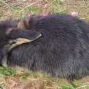 병팔농장 이미지