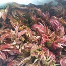 참죽나무 이미지