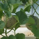 예진농장 이미지