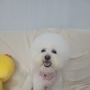 루이비숑 네이버블로그