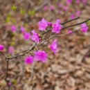 진달래약수터 이미지