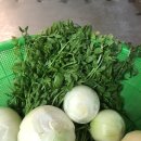 복골농장1 | 강원도 절임배추 엄마표 김장 김치와 찹쌀풀 만드는 방법