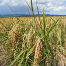 광야농장 이미지