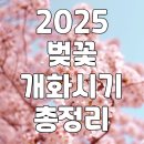 2025 벚꽃 개화시기 총정리 이미지