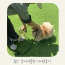 하이도그 | 용인 애견훈련 추천 용인 행동교정 하이테일 도그아카데미 후기