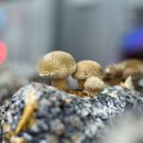 송화농장2 이미지