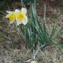 수선화(水仙花Narcissus) 이미지