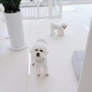 시크펫 그루밍 이미지