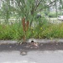 가원주유소 이미지