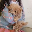 배드독 | 동두천 애견카페 추천 🐶 아이와 함께 다녀온 배드독 애견카페