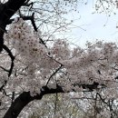 영등포관광정보센터 | [실시간 벚꽃] 2026 여의도 벚꽃축제 개막! 윤중로 만개 현황 &amp; 영등포 봄꽃 세일 페스타 할인 꿀팁