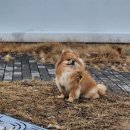 댕하임 | 별내 강아지미용_댕하임 포메라니안 사자+물개 조합컷!