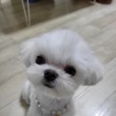 제주 강아지 위드미 이미지