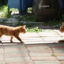 오구오구 이미지