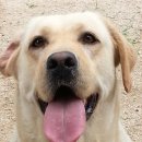 애견친구 이미지