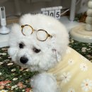 포우포우 반려견 유치원 | 비숑프리제 강아지 겨울 티셔츠 신축성 좋은 부드러운 극세사 포우에블 실내복 추천