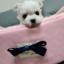 베리하우스 켄넬 이미지