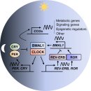 Re: 생체시계 암발생과 치료에 대해 2021 nature 이미지
