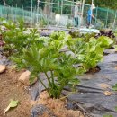 삼송농장 이미지