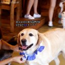 아이러브퍼피 이미지