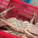 박달떡집 | 구룡포시장 참맛대게전문점 박달대게 로컬맛집 후기
