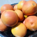 한스애견카페 이미지