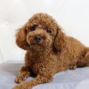 시원애견 이미지