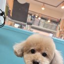 멍블리 펫 이미지