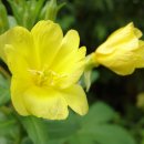 님flower 이미지