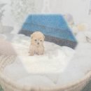 태백동물병원 | 태백 애견분양 치와와입양 건강한 댕댕이
