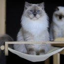 랙돌캐터리 | 아쿠아 프로필｜블루 미티드 랙돌 성묘 (마중냥이)｜알렉산더돌스 캐터리