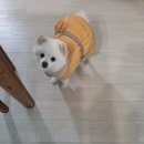 (주)로컬릿