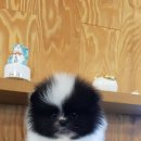 사랑애견샵 이미지