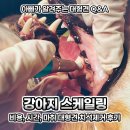 강아지 스케일링 비용, 시간, 마취 대형견 치석제거 후기